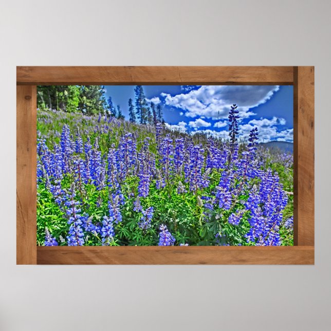 Purple Colorado wildflower scenic poster print (Front)
