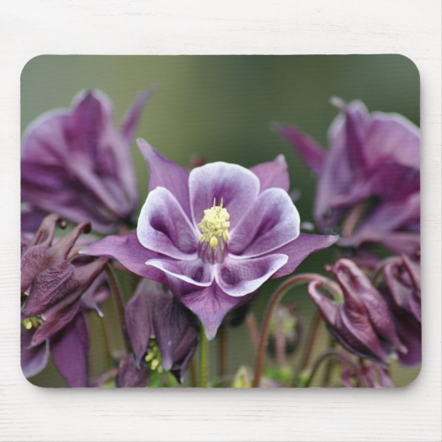 Purple columbine flower mouse pad (Front)