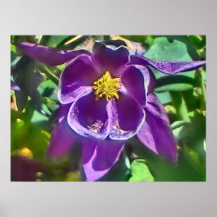 Purple columbine flower poster