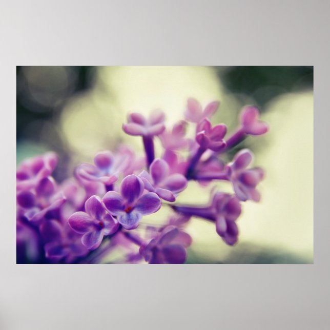 Purple Common Lilac Blossom in Bokeh Poster (Front)