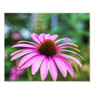 Purple Cone Flower Print