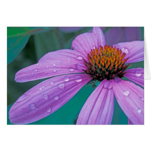 Purple Cone flower with water drops