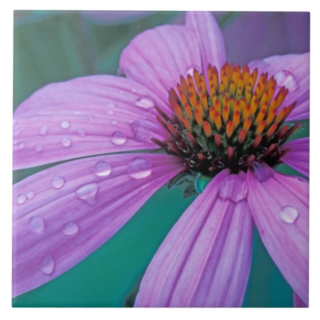 Purple Cone flower with water drops Ceramic Tile (Front)