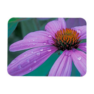 Purple Cone flower with water drops Magnet