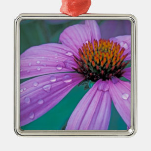 Purple Cone flower with water drops Metal Ornament