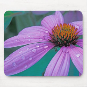 Purple Cone flower with water drops Mouse Pad