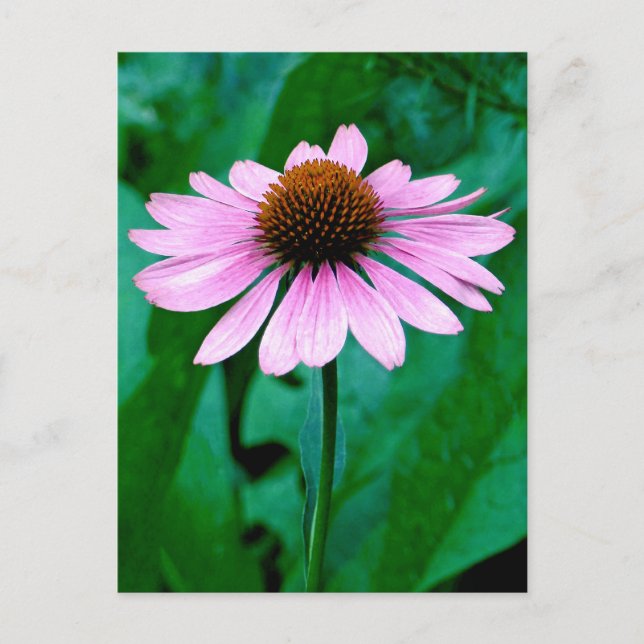 Purple Coneflower Daisy Postcard (Front)