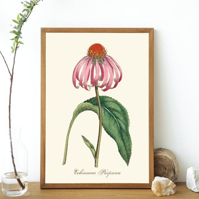 Purple Coneflower Nature Poster (Creator Uploaded)
