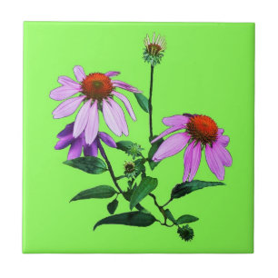 Purple Coneflower On Green Ceramic Tile