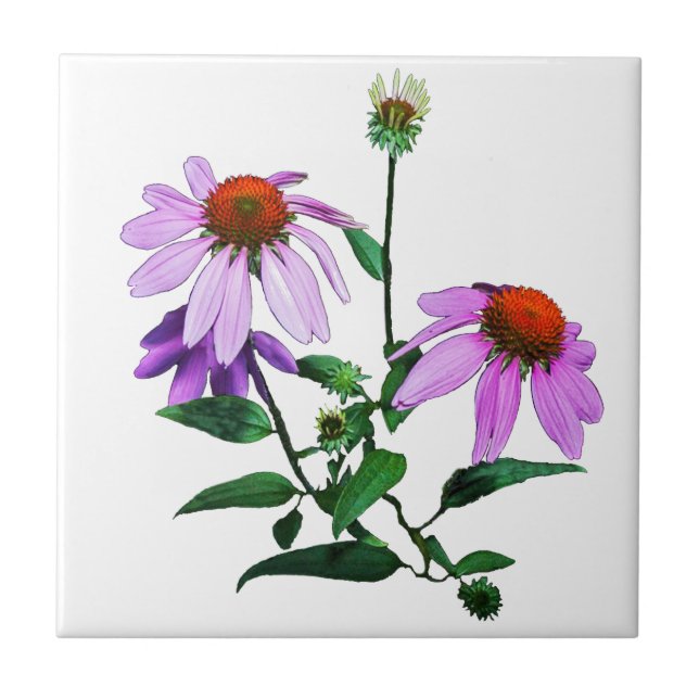 Purple Coneflower On White Tile (Front)