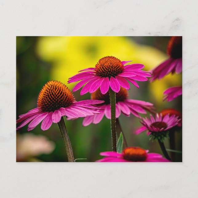 Purple Coneflower Postcard (Front)