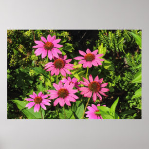 Purple Coneflowers, Bute Park, Cardiff, Wales Poster