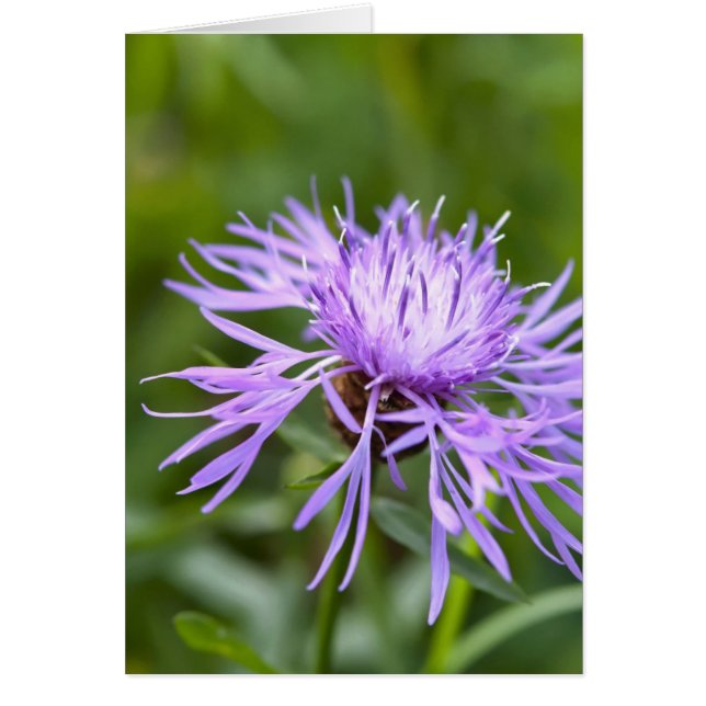 Purple Cornflower (Front)