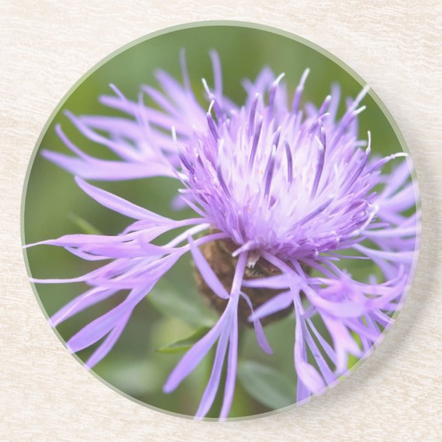 Purple Cornflower Coaster (Front)