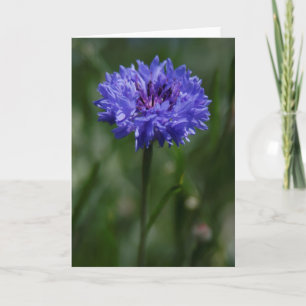 Purple Cornflower Greeting Card