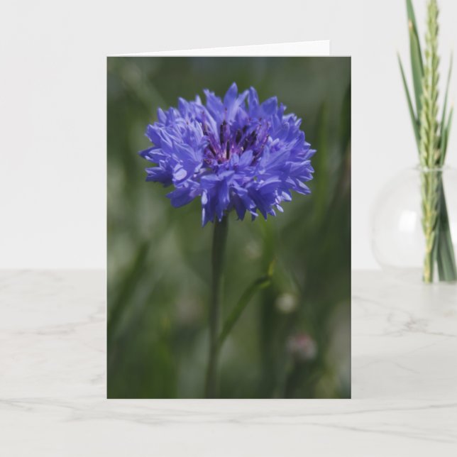 Purple Cornflower Greeting Card (Front)