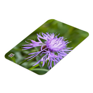 Purple Cornflower Magnet