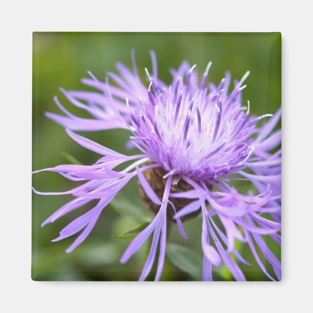 Purple Cornflower Magnet (Front)