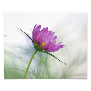 Purple cosmos flower photo print