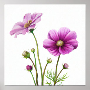 Purple Cosmos Flowers Art Print Poster