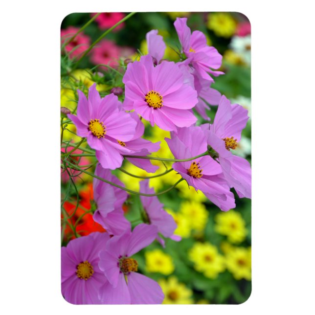 Purple cosmos flowers magnet (Vertical)