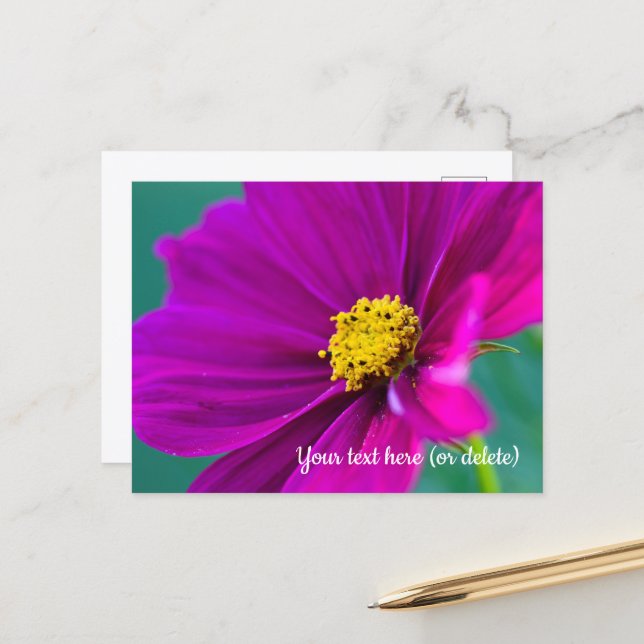 Purple Cosmos Postcard (Front/Back In Situ)