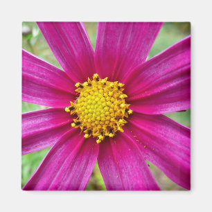 Purple Cosmos Wildflower Magnet