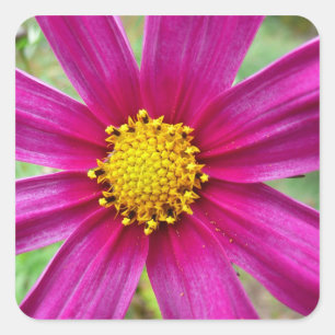 Purple Cosmos Wildflower Square Sticker