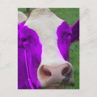 purple cow postcard