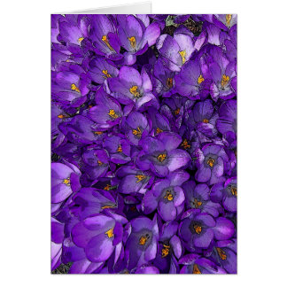 Purple Crocus