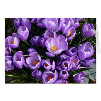 Purple Crocus