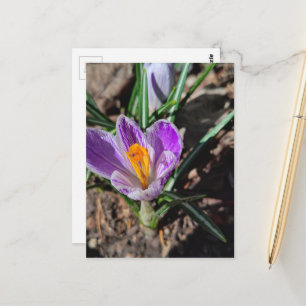 Purple Crocus First Flower of 2026 Postcard