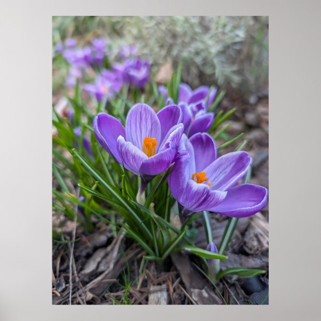 Purple Crocus Flower Poster (Front)