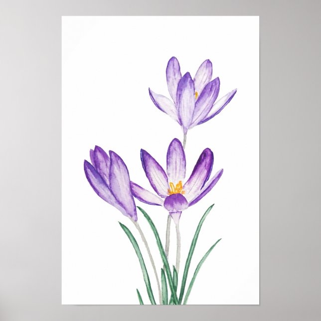 purple crocus flower watercolor  poster (Front)
