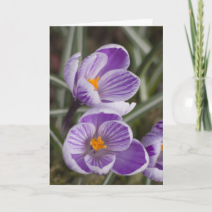 Purple crocus flowers ... Easter card