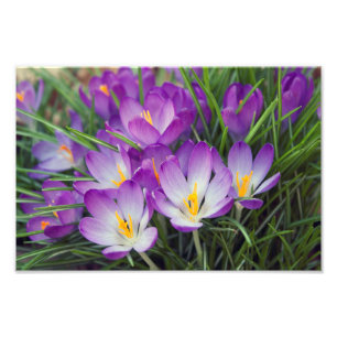 Purple Crocus Flowers in Spring Photo Print
