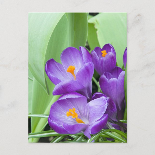 Purple Crocus Flowers Postcard (Front)