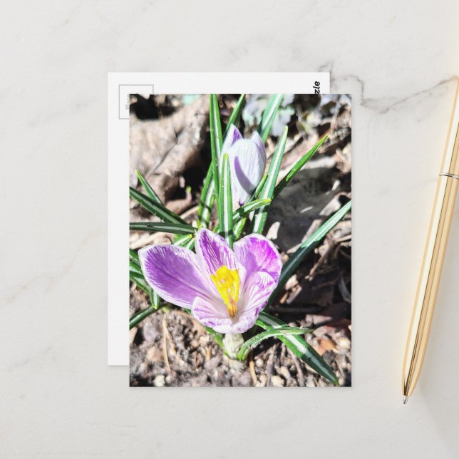 Purple Crocus Flowers  Postcard (Front/Back In Situ)