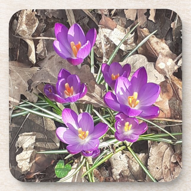 Purple Crocus Hard Plastic Coaster (Front)