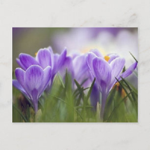 purple crocus postcard