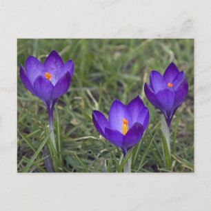 purple crocus postcard
