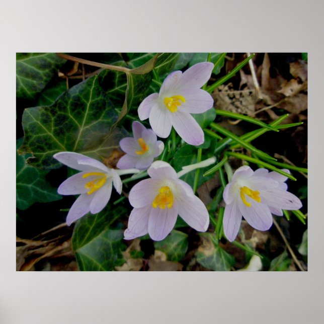 Purple Crocus Poster (Front)