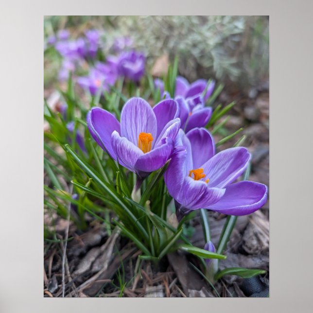 Purple Crocus Poster (Front)