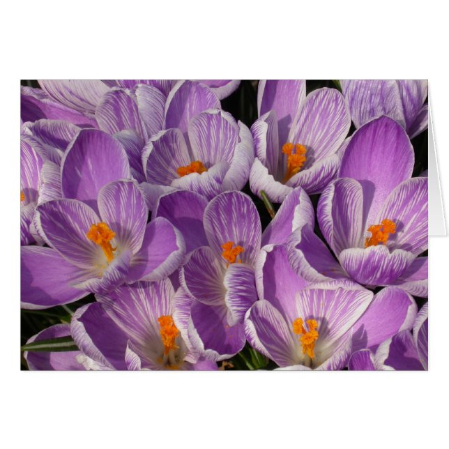 Purple Crocuses (Front Horizontal)