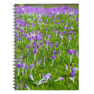 Purple crocuses flowers notebook
