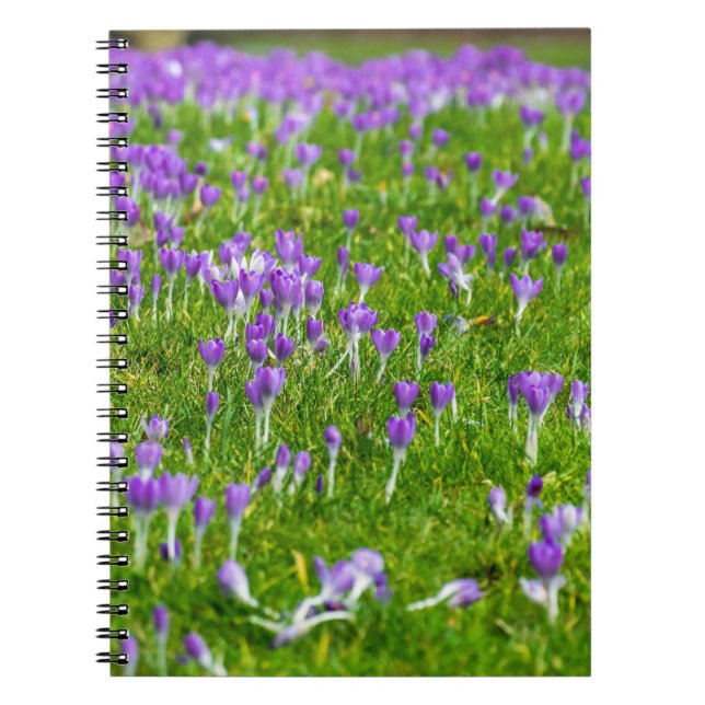 Purple crocuses flowers notebook (Front)