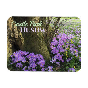 Purple Crocuses in Bloom, Husum, Germany Magnet