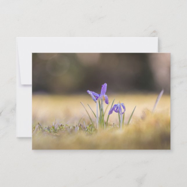 Purple Crocuses Nature Photo Card (Front)