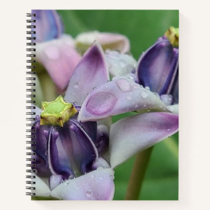 Purple Crown Flower Notebook