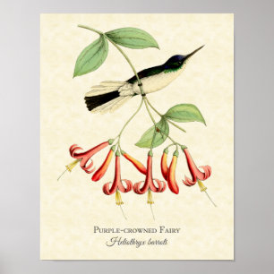 Purple Crowned Fairy Hummingbird Art Print